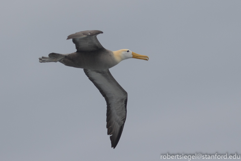 galapagos